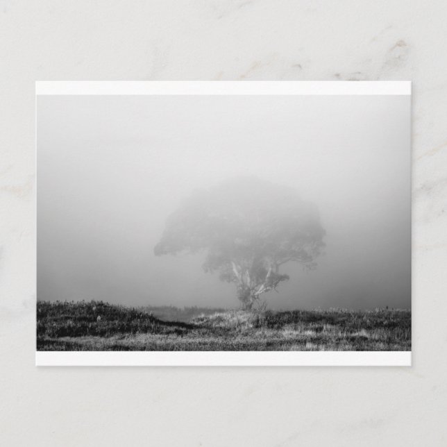 Baum im Nebel Postkarte (Vorderseite)