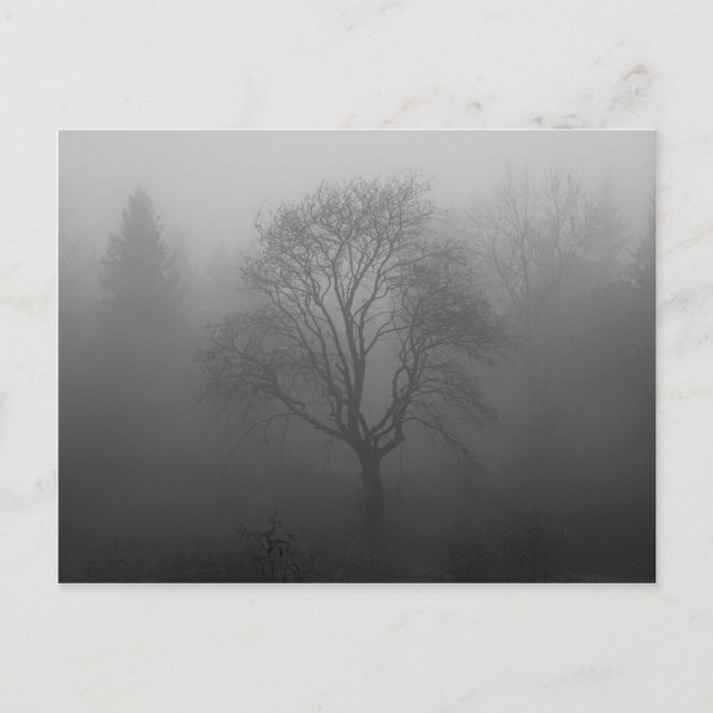 Baum im Nebel Postkarte (Vorderseite)
