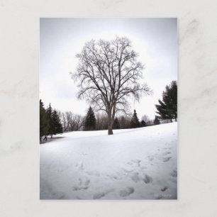 Baum in Landschaft Früher Frühlings Schnee Postkarte