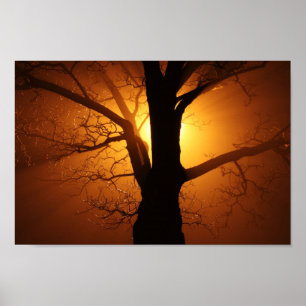 Baum in Nebel bei Nachtplakat Poster