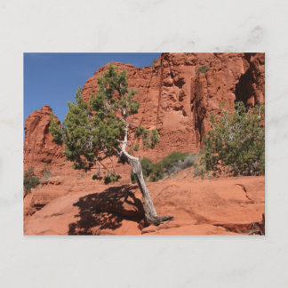 Baum in Sedona, Arizona Postkarte