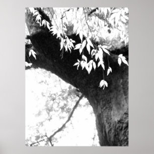 Baum L noch Natur L Fotografie Poster