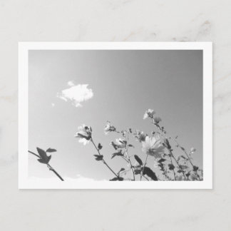 Baum-Malve in Blüte Postkarte