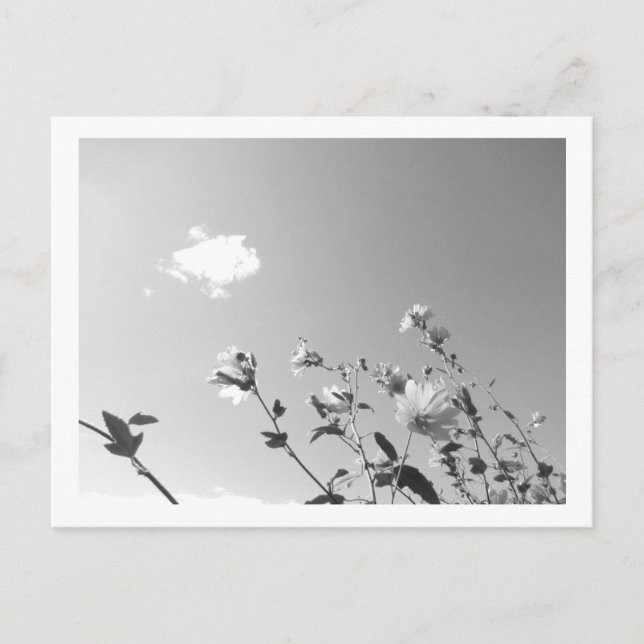 Baum-Malve in Blüte Postkarte (Vorderseite)