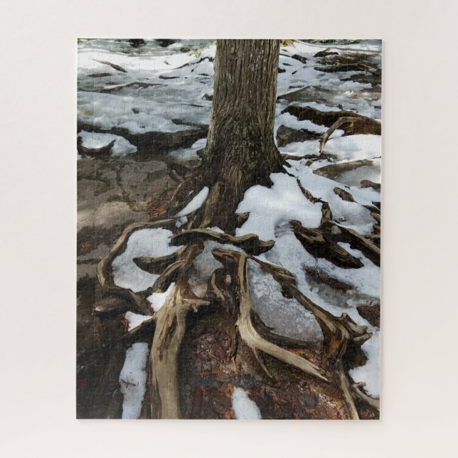 Baum mit freiliegenden Wurzeln und Schnee (Vertikal)