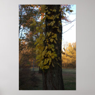 Baum mit Gelben Blätter Poster