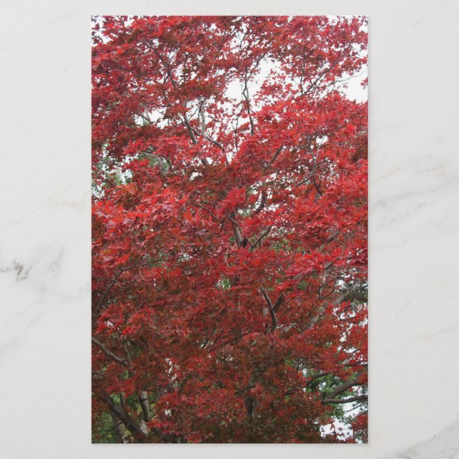 Baum mit rotem Herbst-Blätter Briefpapier (Vorderseite)
