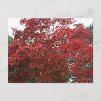 Baum mit rotem Herbst-Blätter Postkarte