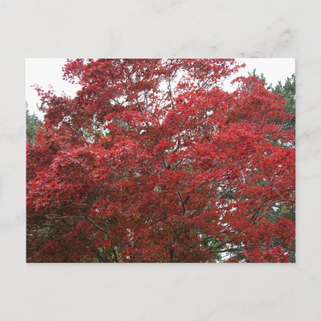 Baum mit rotem Herbst-Blätter Postkarte (Vorderseite)