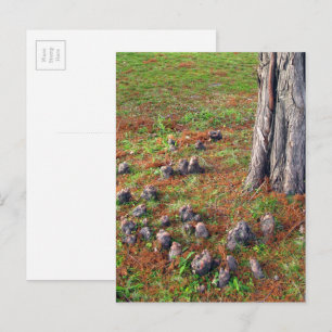 Baum mit Wurzeln, die Naturfotografie zeigen Postkarte
