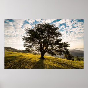 Baum, Morgengrauen. Schöne Landschaft Poster