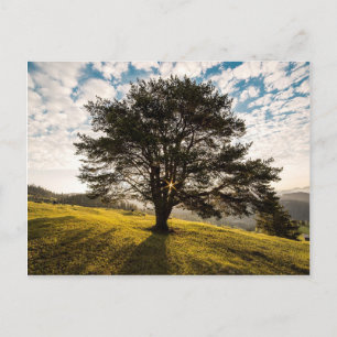 Baum, Morgengrauen. Schöne Landschaft Postkarte