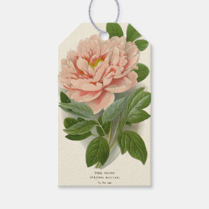 Baum-Pfingstrose – Elegantes Vintage Botanisches D Geschenkanhänger