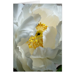 Baum-Pfingstrosen-Karte