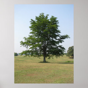 Baum Poster