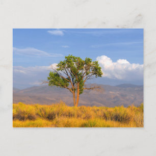 Baum Postkarte