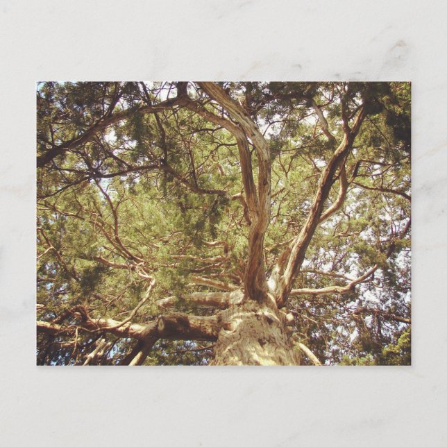 Baum Postkarte (Vorderseite)