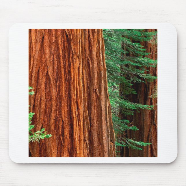 Baum-riesiger Mammutbaum Mariposa Waldung Yosemite Mousepad (Vorne)
