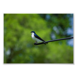 Baum-Schwalbe Fotodruck