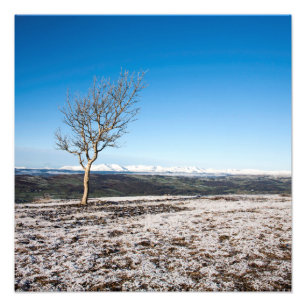 Baum Scout Scar Alter Mann von Coniston Hintergrun Fotodruck