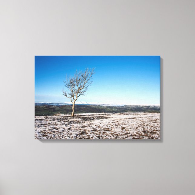 Baum Scout Scar Alter Mann von Coniston Hintergrun Leinwanddruck (Vorderseite)