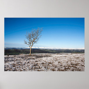 Baum Scout Scar Alter Mann von Coniston Hintergrun Poster