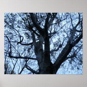 Baum-Silhouette-Fotodruck Poster