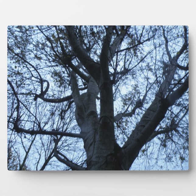 Baum Silhouette Fotograf Plaque Fotoplatte (Vorderseite)