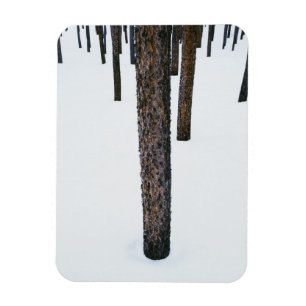 Baum-Stämme im Schnee Magnet