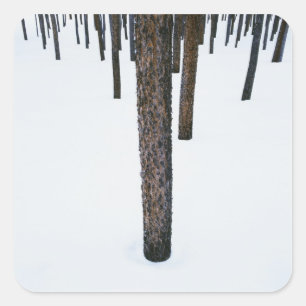 Baum-Stämme im Schnee Quadratischer Aufkleber