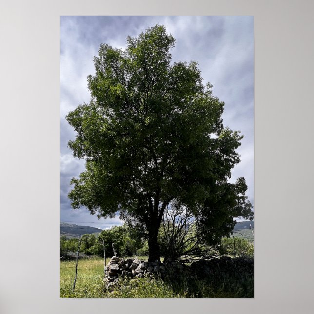 Baum und Himmel Poster (Vorne)