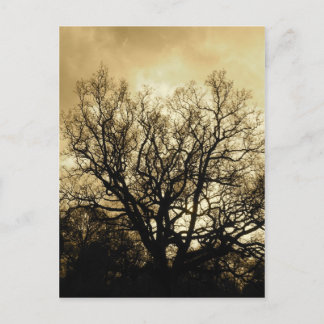 Baum und Himmelsepiel Postkarte