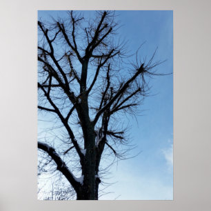 Baum und klarer Himmel im Winter Poster