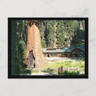 Baum und Museum Postkarte