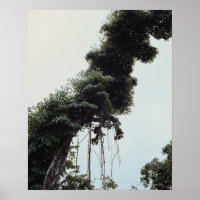 Baum und Reben im Dschungel