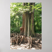 Baum und Wurzeln