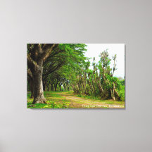 Baumallee Weg Landschaft Reisefotografie