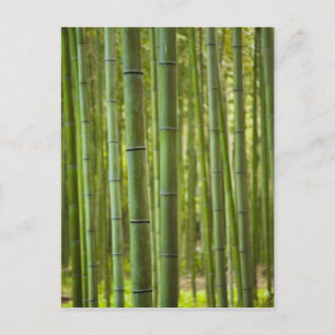 Baumbestand aus Bambus im Wald, Arashiyama Postkarte