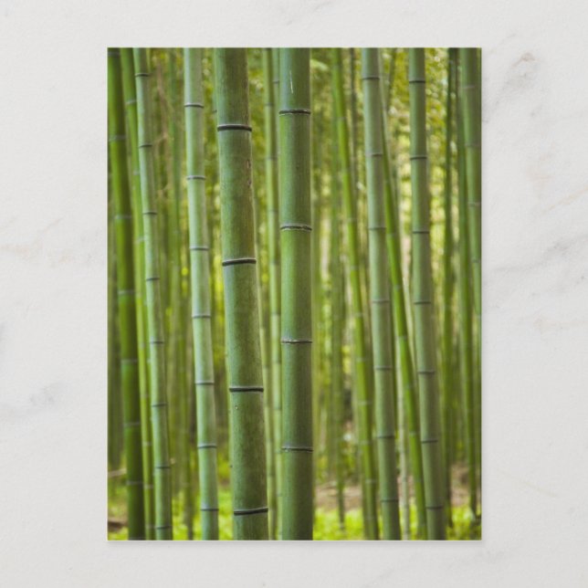Baumbestand aus Bambus im Wald, Arashiyama Postkarte (Vorderseite)