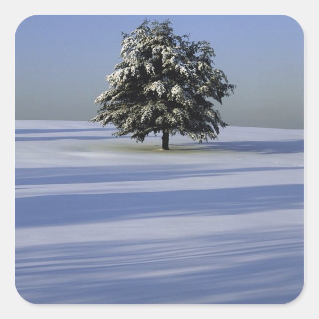 Baumbestand in schneebedeckter Landschaft Quadratischer Aufkleber (Vorderseite)