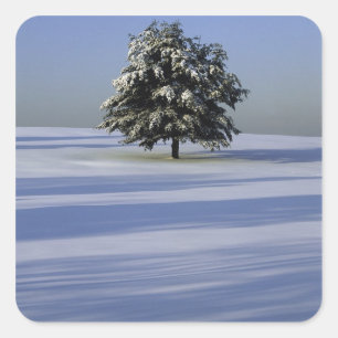 Baumbestand in schneebedeckter Landschaft Quadratischer Aufkleber