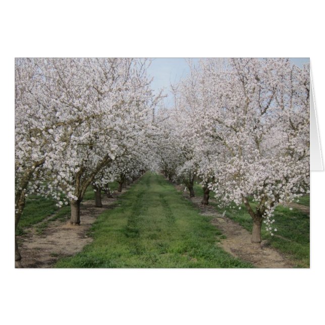 Baumblüten (Vorderseite (Horizontal))