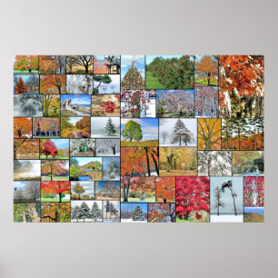 Baumcollagenplakat 6 x 24 poster