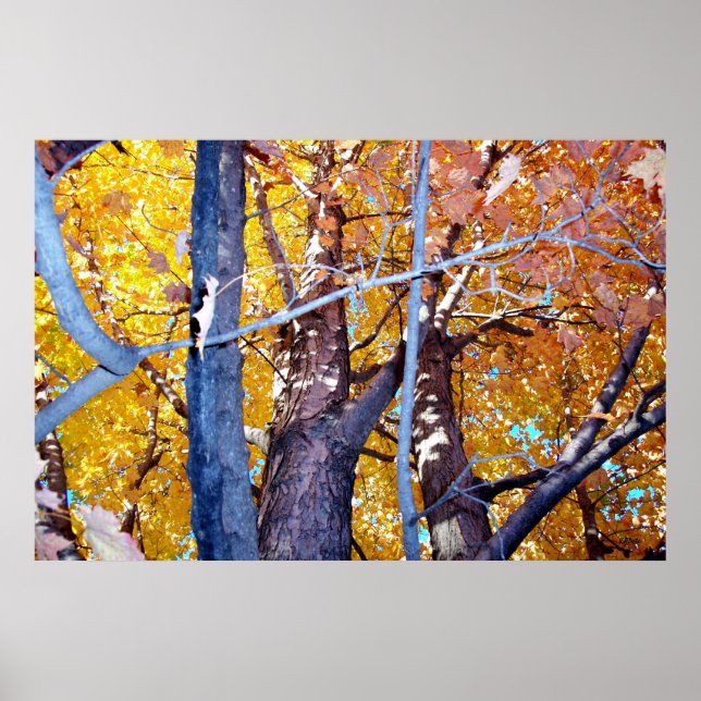 Bäume Ahornbäume Herbstblätter Poster (Vorne)