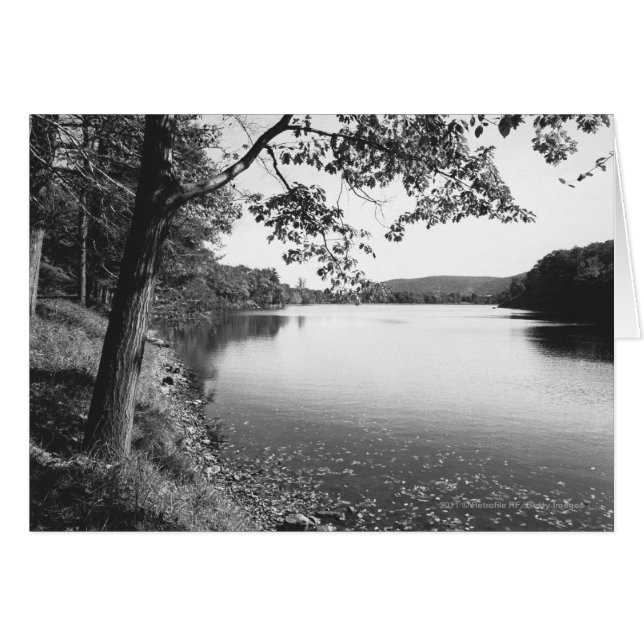 Bäume am Fluss B&W (Vorderseite (Horizontal))