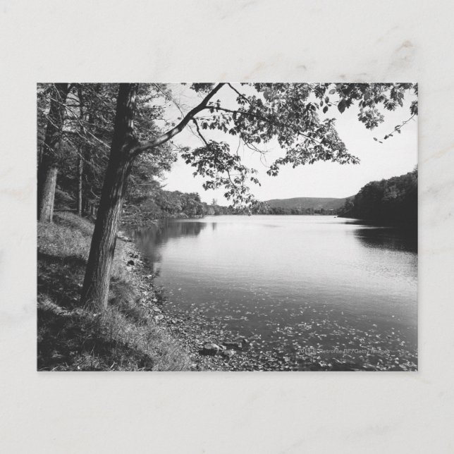Bäume am Fluss B&W Postkarte (Vorderseite)