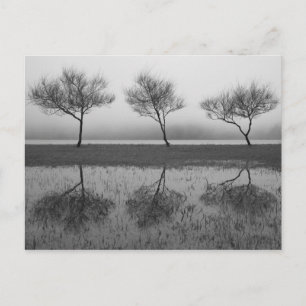 Bäume am See Postkarte