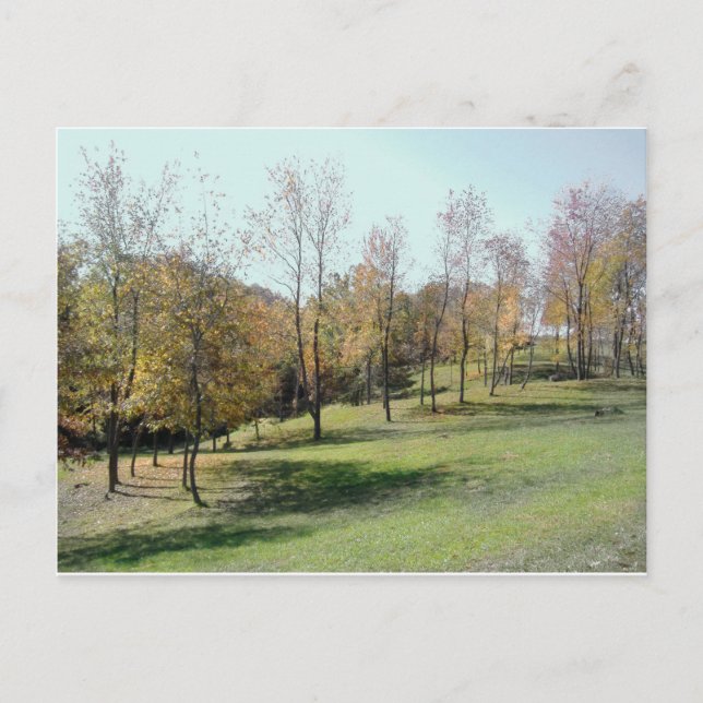 Bäume auf der Postkarte für das Foto Slope 2004 (Vorderseite)
