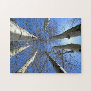 Bäume Birke Natur Wald.