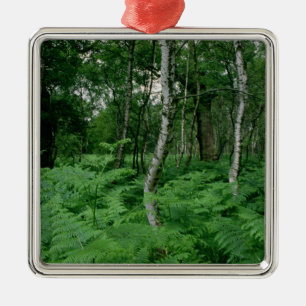 Bäume der silbernen Birke und Farne, Sherwood Ornament Aus Metall